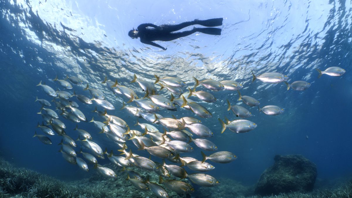 Snorkeling