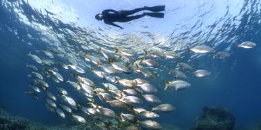 Caiac, Vela y Snorkeling