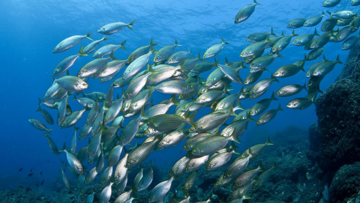 Centro de buceo