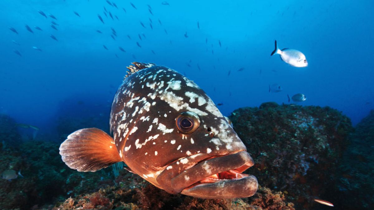 Centro de buceo