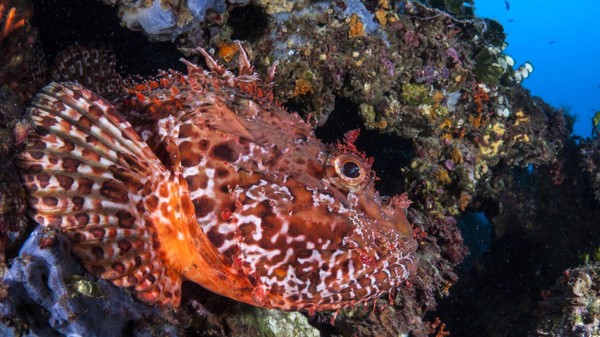 Centro de buceo