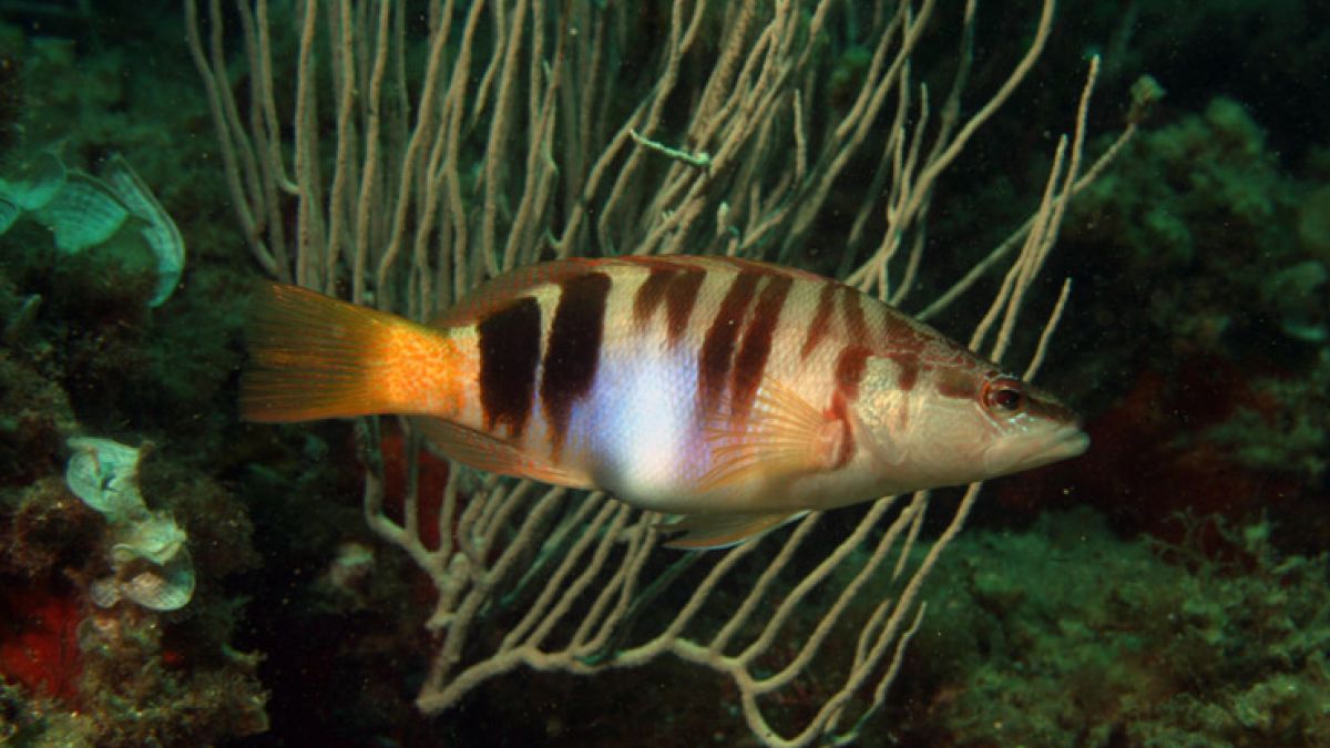 Punta Salina