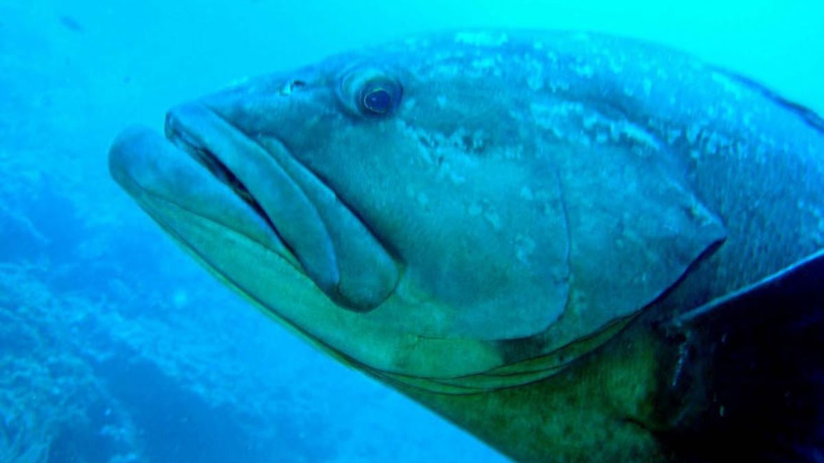 Salpatxot