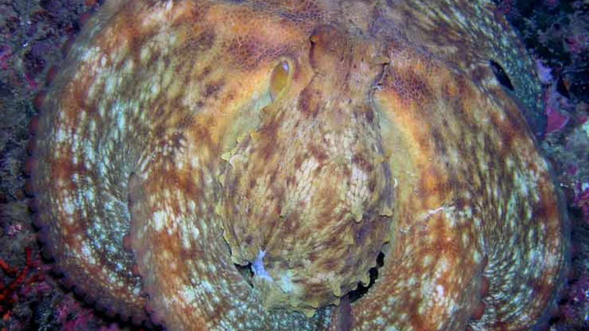 Pedra de Déu