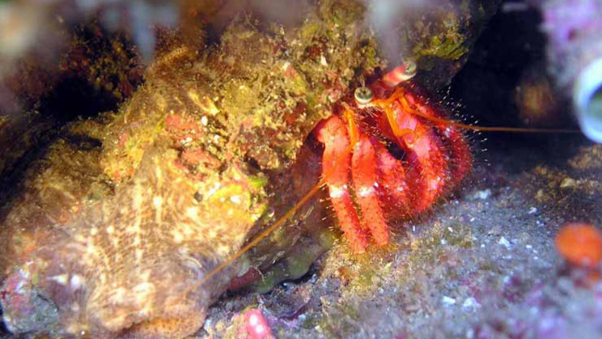 Dofí Nord