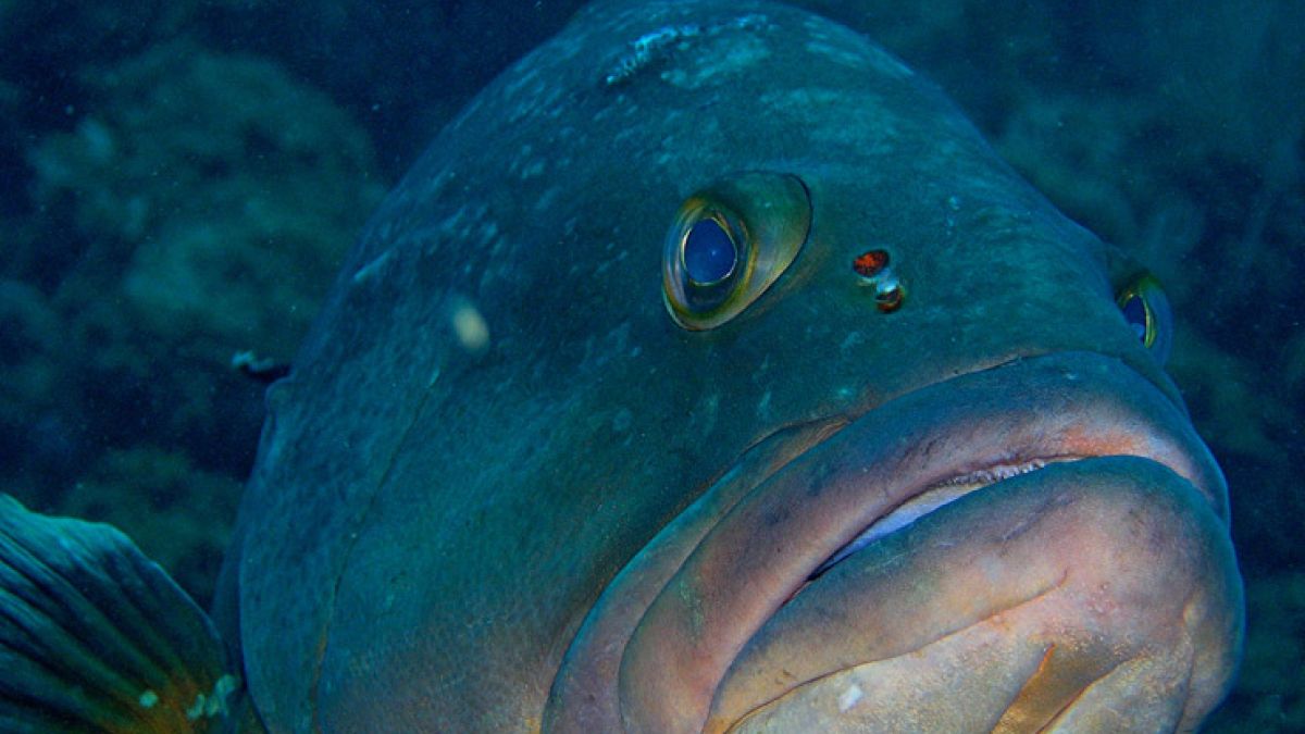 Tascó Gros