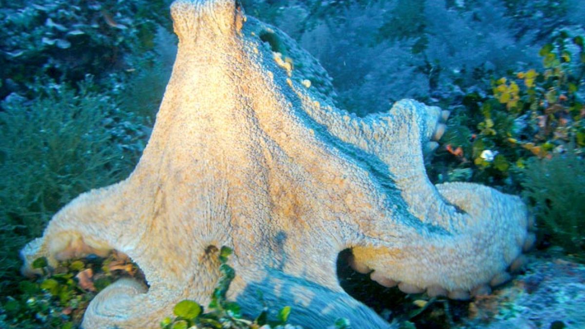 Tascó Gros